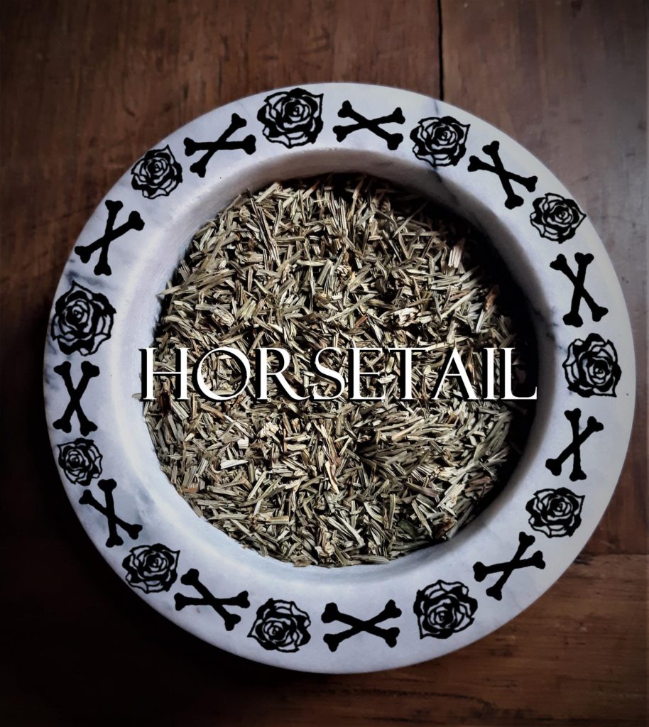 horsetail, spells, altar, witch, witchcraft, green witch, hedgewitch, baby witch, herbal spells, Pagan