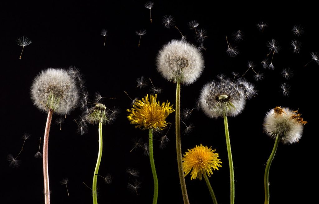 dandelions, flowers, seed head-761104.jpg