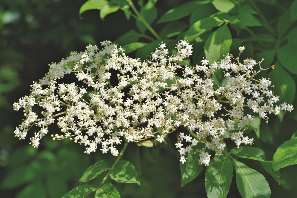 elder, elderflower, holder bush-5203757.jpg