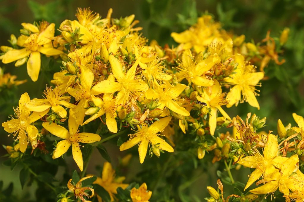 large-flowered st john's wort, yellow, hypericum patulum-5287598.jpg