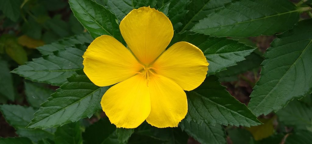 damiana, flower, yellow flower-6791601.jpg