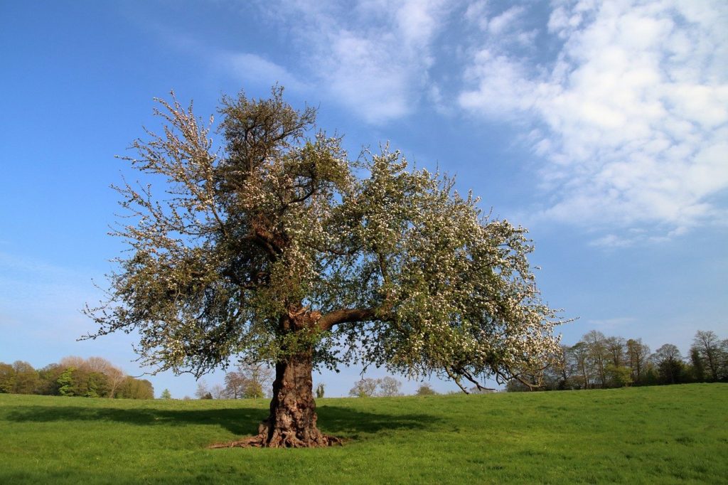 Hawthorn Tree, Th-HERBS-day