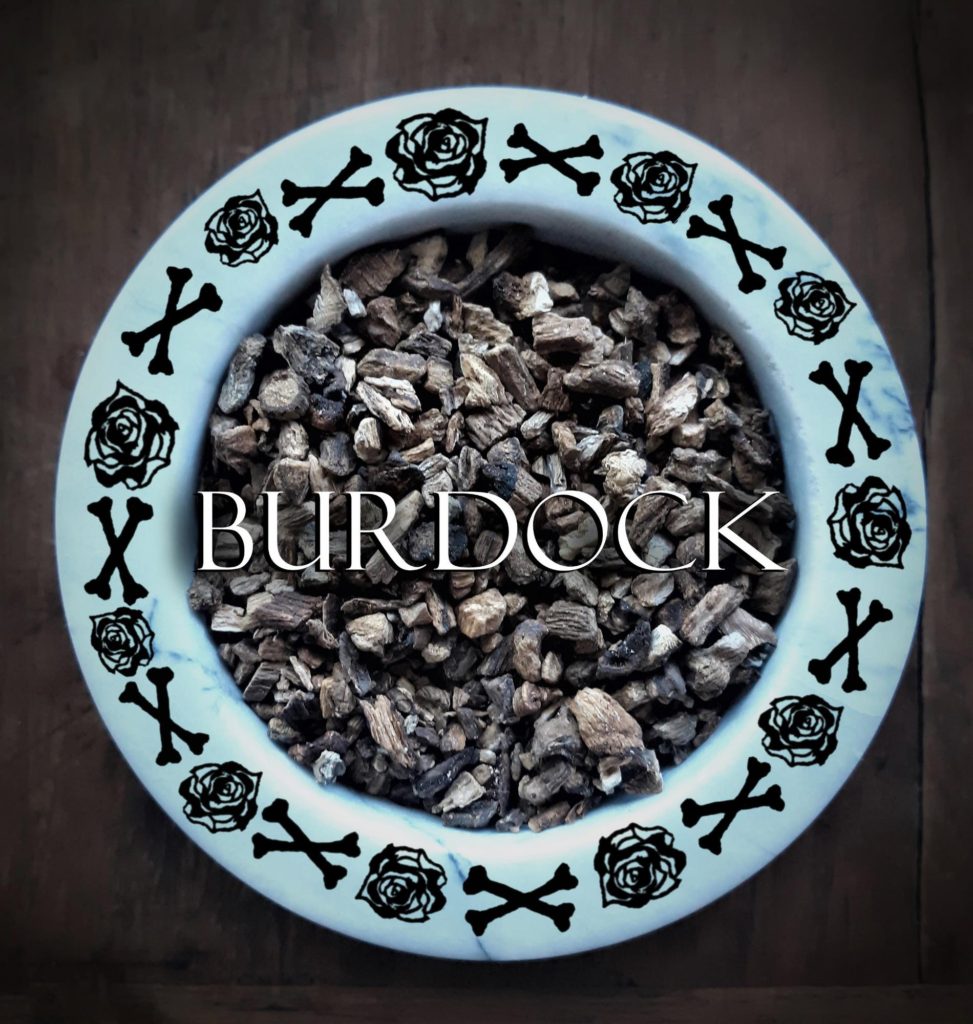 Burdock, Th-HERBS-day, MamuBabu Witchery