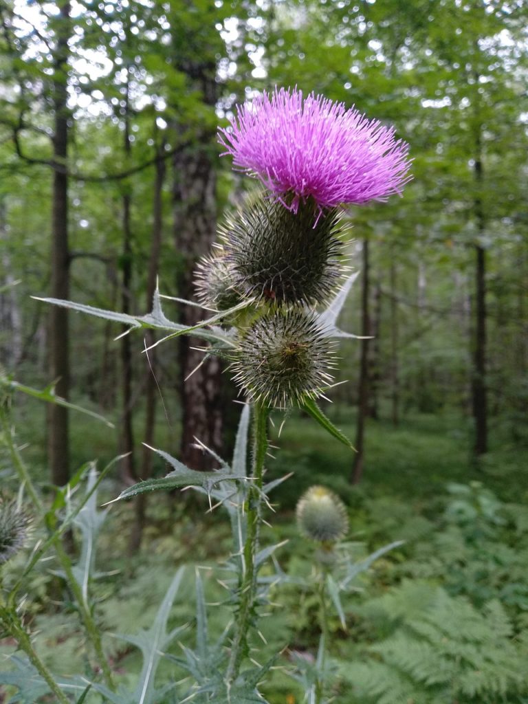 burdock, august, forest-4667955.jpg