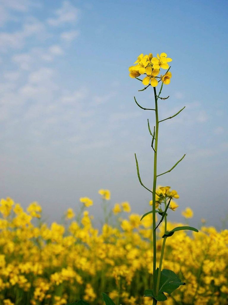 mustard, flower, yellow-4716484.jpg