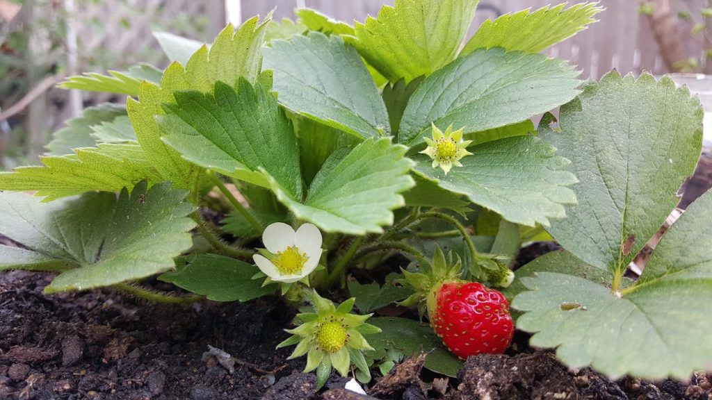 strawberry, flower, handsome-985621.jpg