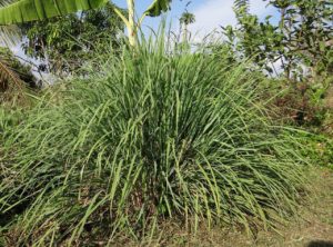 cymbopogon, lemongrass, grasses-272641.jpg