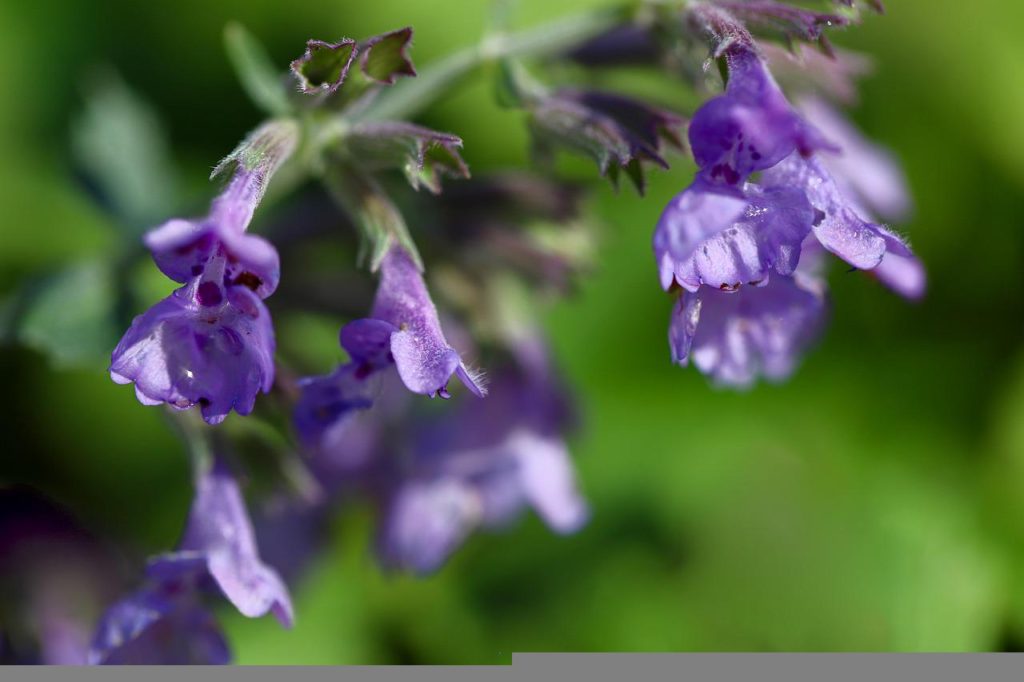 grape catnip, catnip, nepeta racemosa-6801005.jpg