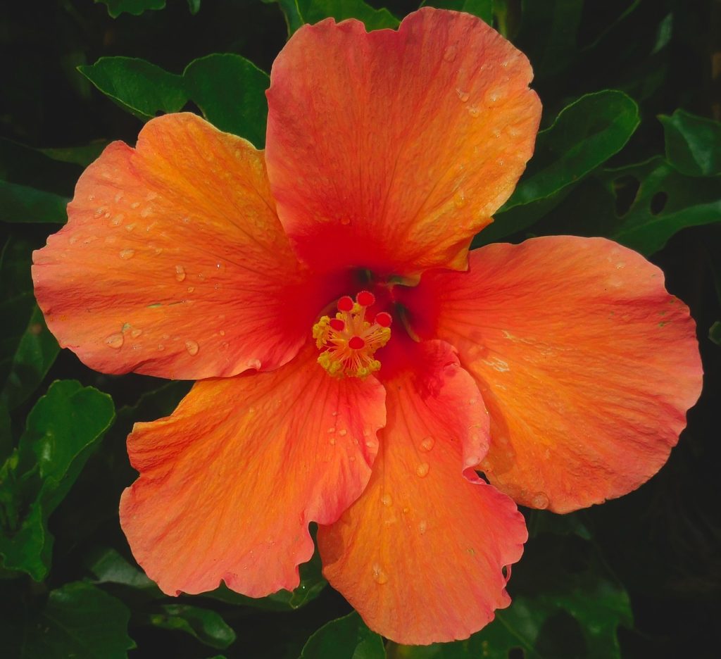 hibiscus, orange, nature-3817376.jpg