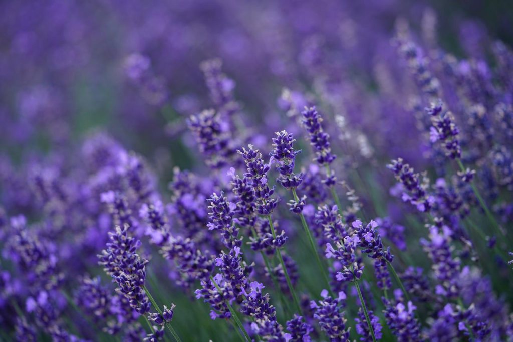 lavender, flower, blossoms-4765498.jpg