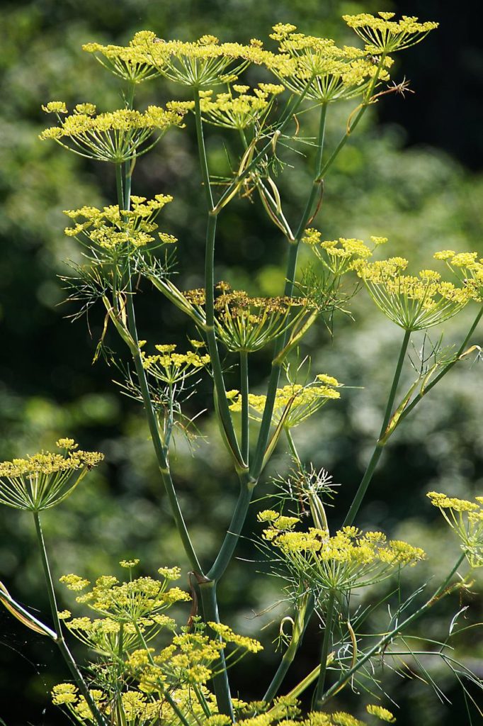 fennel, plant, flower-3964473.jpg