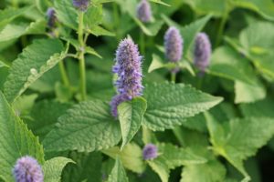 mint, herb, healthy-3872381.jpg